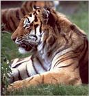My older animal pictures - one more tiger and some hints on scanning the overexposed ones