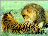 Tiger & Lion