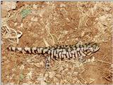 Tiger Salamanders (see index)  [04/19] - Tiger Salamander (Ambystoma  tigrinum)403.jpg (1/1)