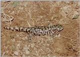 Tiger Salamanders (see index)  [06/19] - Tiger Salamander (Ambystoma  tigrinum)405.jpg (1/1)