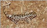 Tiger Salamanders (see index)  [07/19] - Tiger Salamander (Ambystoma  tigrinum)406.jpg (1/1)