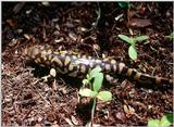 Tiger Salamanders (see index)  [08/19] - Tiger Salamander (Ambystoma  tigrinum)407.jpg (1/1)