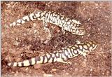 Tiger Salamanders (see index)  [11/19] - Tiger Salamander (Ambystoma  tigrinum)410.jpg (1/1)
