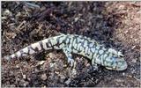 Tiger Salamanders (see index)  [12/19] - Tiger Salamander (Ambystoma  tigrinum)411.jpg (1/1)