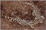 Tiger Salamanders (see index)  [17/19] - Tiger Salamander (Ambystoma  tigrinum)416.jpg (1/1)
