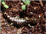 Tiger Salamanders (see index)  [19/19] - Tiger Salamander (Ambystoma  tigrinum)418.jpg (1/1)