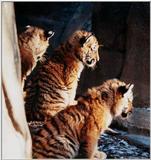 tiger cubs