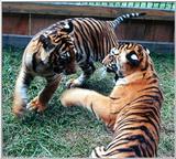 tiger cubs playing 2