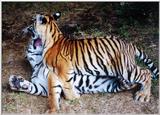 tiger cubs playing 3