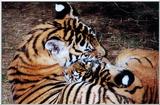 tiger cubs playing 4