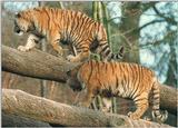 Hagenbeck Zoo tiger cubs - climbing exercise - 50% of the CATastrophe