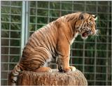 'Okay, I'm on the tree but how do I get down?' - Batu the Sumatran tiger cub, Heidelberg Zoo