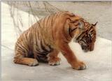 Mr. Oversized Paws again - more of Batu the tiger cub