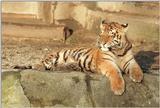 Tiger cub in Hagenbeck Zoo - Just close your eyes and relax...