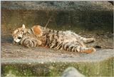Flat cat in Hagenbeck Zoo - Tiger cub in the typical... well... attack