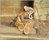 Now that's a dirty pic :-) Tiger cub relaxing after mud play