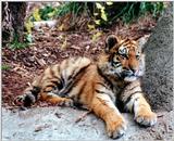 tiger cub 2