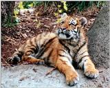 tiger cub 3