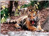 tiger cub 5