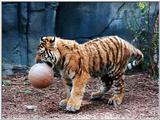 tiger cub and ball 1