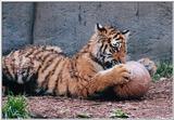 tiger cub and ball2