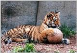 tiger cub and ball3