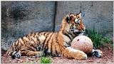 tiger cub and ball4