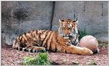 tiger cub and ball5