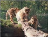 Hagenbeck Zoo Siberian tiger cubs - three quarters of the CATastrophe :-)