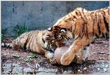 tiger cubs and ball