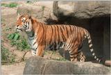 Y2K Hagenbeck Zoo tiger pics - Daddy Tiger guarding his sleeping cave