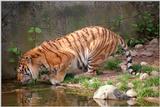 For Rechelle and everyone else - Daddy Tiger, new scan - little blurred, I confess