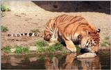 Hagenbeck Zoo again - another 1999 shot of Daddy Tiger drinking - ultra wide format...
