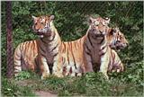 Hagenbeck tiger scans old and new - Coolscan rescan - the tiger gang