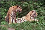 Hagenbeck Zoo tigers - new scan - portrait of the two girls
