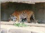 Hagenbeck Zoo Tiger Gang again - Dad and Mom snuggling in their cave