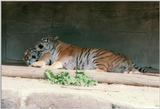 More tiger snuggle - Mom and Dad side by side