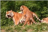 Hagenbeck Zoo tiger rescan/repost - 