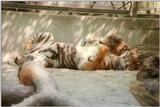 Sweetness alert! Heidelberg Zoo tigers - Big and little cat at play
