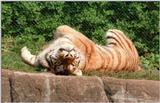 1999 scans almost finished - Want some more tiger rug? Hagenbeck Zoo has got it!