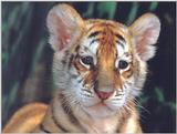 Tiger Cub 1 Dreamworld Australia 1/1 jpg