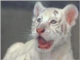 juvenile white tiger - Bengal tiger (Panthera tigris tigris)
