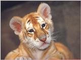Tiger Cub 3 Dreamworld Australia 1/1 jpg