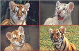Tiger Cubs at Dreamworld Australia
