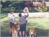 Tigers of Dreamworld Australia  1/7 jpg