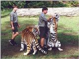Tigers of Dreamworld Australia  4/7 jpg
