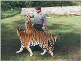 Tigers of Dreamworld Australia  7/7 jpg