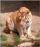 Didn't post tigers for a while :-) Hagenbeck Zoo, Daddy Cat at the water