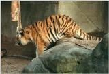 Stalking a prey item called Daddy :-) Tiger cub in Hagenbeck Zoo