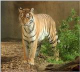 Saved from a low contrast negative -  Hannover Zoo Siberian tigress - #100 on my web page :-)
